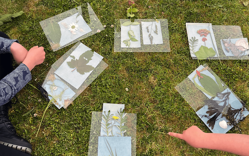 Photo of a collection of plants from the Ardnamurchan landscape